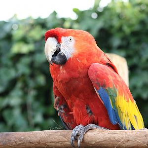Macaw