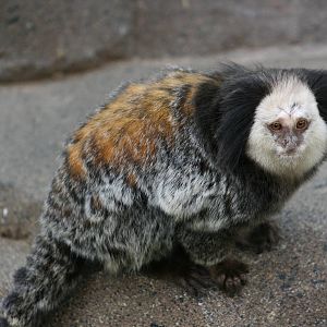 Marmoset