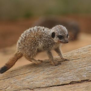 Baby meerkat