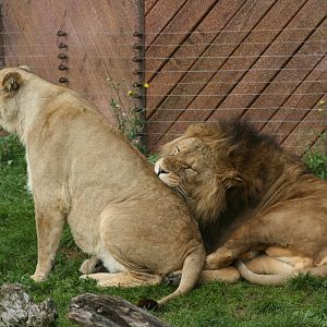 Lions
