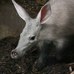 Aardvark