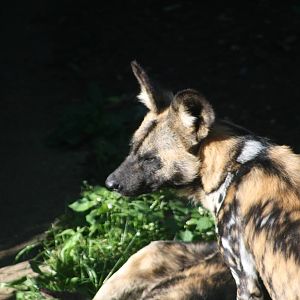 African Hunting Dog