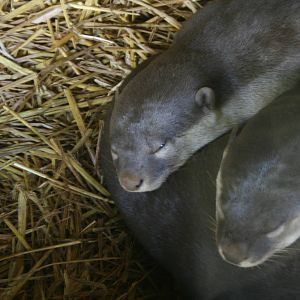 Smooth Coated otters