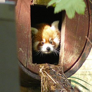 RED PANDA TWIN