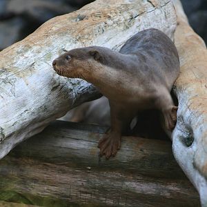 Smooth coated otter