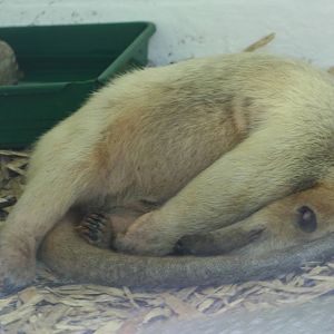 Tamandua