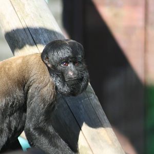 Red Backed bearded saki