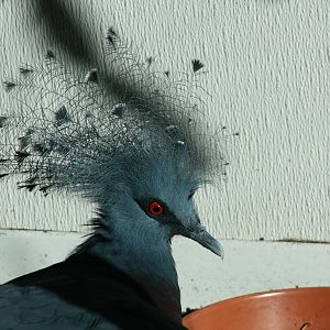 Victoria Crowned Pigeon