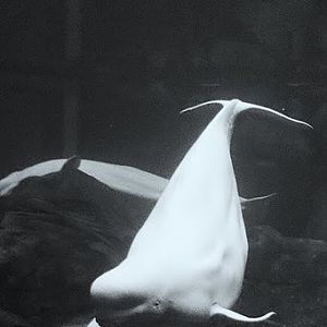 Beluga