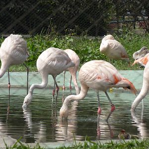 Chilean Flamingos