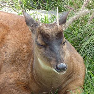 Red Brocket Deer