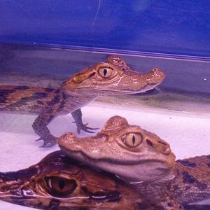 Spectacled caiman