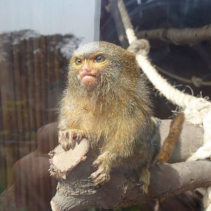 Pygmy Marmoset