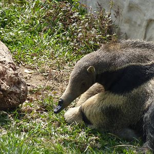 Injured Anteater