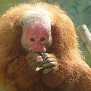 Male Uakari