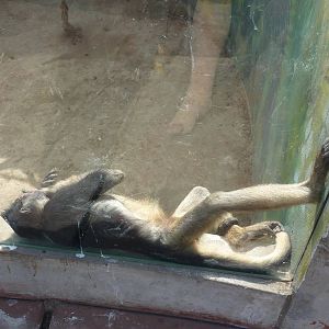 White-fronted Spider Monkey