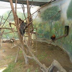 Red Howler Monkey & Tamandua mixed enclosure