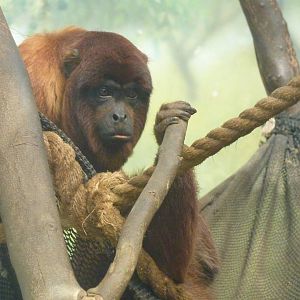 Red Howler Monkey