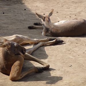 Red Kangaroos