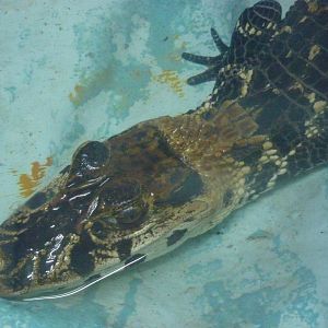 Young Black Caiman