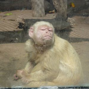 White Capuchin