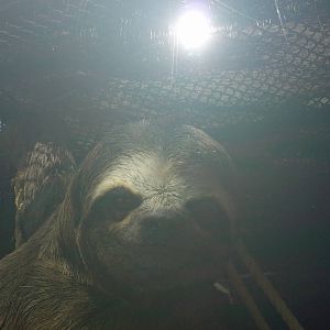 Three-toed Sloth