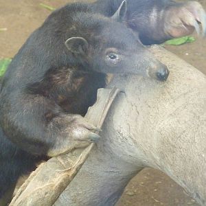 Dark Southern Tamandua