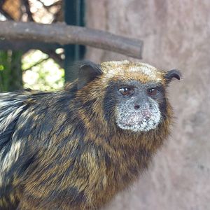 Spix's Saddle-back Tamarin