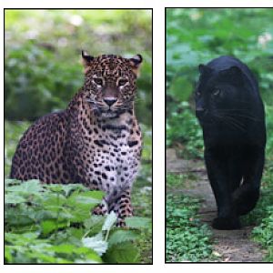 four types of leopard