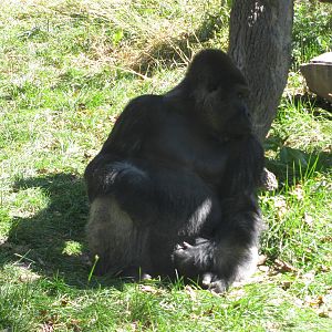Hubbard Gorilla Valley-Western Gorilla