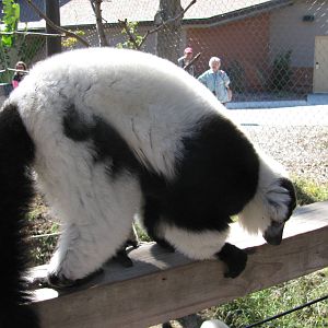 Expedition Madagascar-Black-and-White Ruffed Lemur