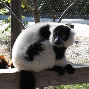 Expedition Madagascar-Black-and-White Ruffed Lemur