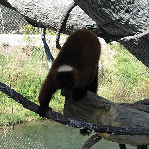 Expedition Madagascar-Red-ruffed Lemur