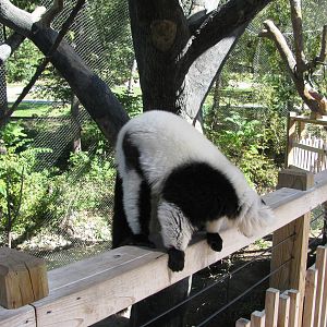 Expedition Madagascar-Black-and-White Ruffed Lemur