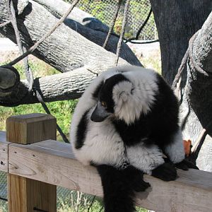 Expedition Madagascar-Black-and-White Ruffed Lemur
