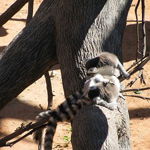 Expedition Madagascar-Ring-tailed Lemur