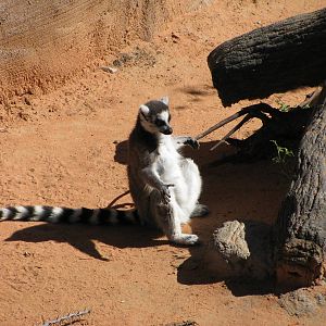 Expedition Madagascar-Ring-tailed Lemur