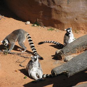 Expedition Madagascar-Ring-tailed Lemurs