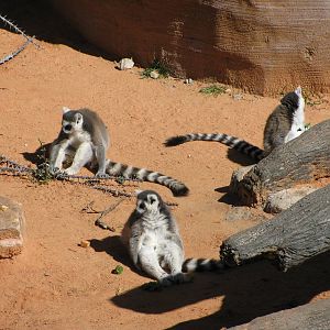 Expedition Madagascar-Ring-tailed Lemurs