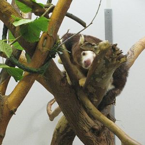 Tree Kangaroo