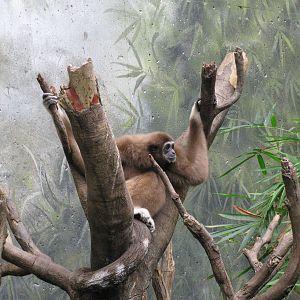 Lied Jungle-Lar Gibbon