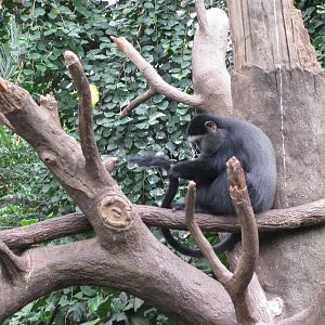 Lied Jungle-Blue Monkey