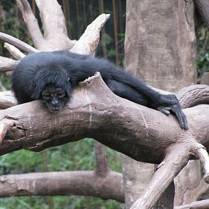 Lied Jungle-Black Spider Monkey