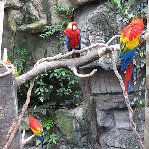Lied Jungle-Scarlet Macaws