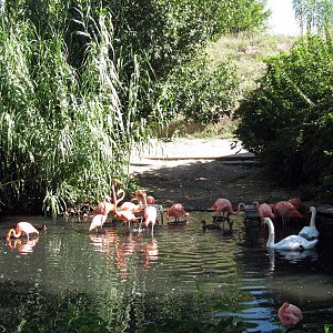 Caribbean Flamingos and Mute Swan