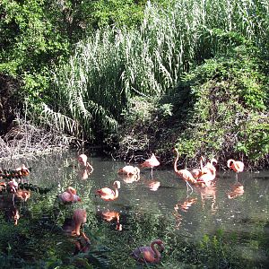 Caribbean Flamingos