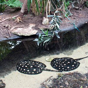 Jungle-Freshwater Stingrays