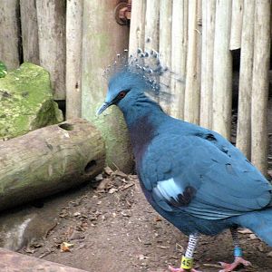 Jungle-Crowned Pigeon