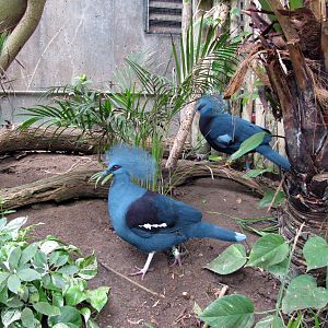 Jungle-Crowned Pigeons