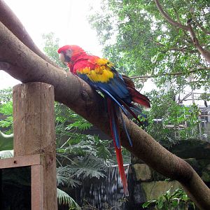 Jungle-Scarlet Macaw